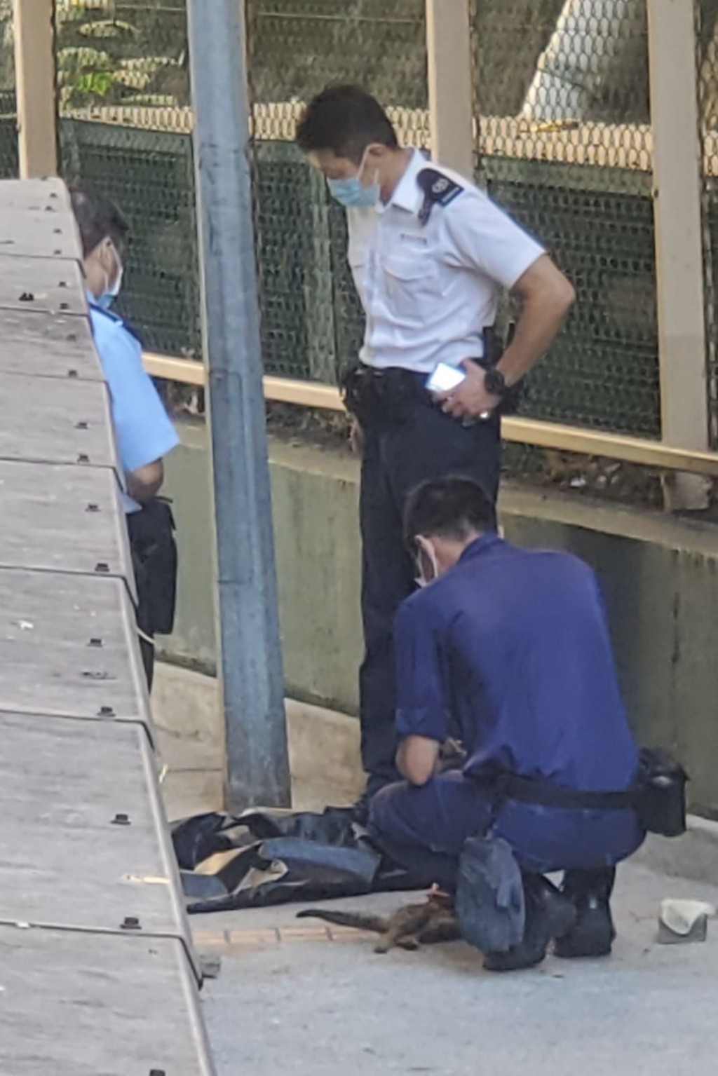 警員正調查貓咪是否曾受殘酷對待。林思明攝