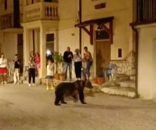 意大利聖塞巴斯蒂亞諾德伊馬西鎮上周末攝到有母熊四處漫步。美聯社