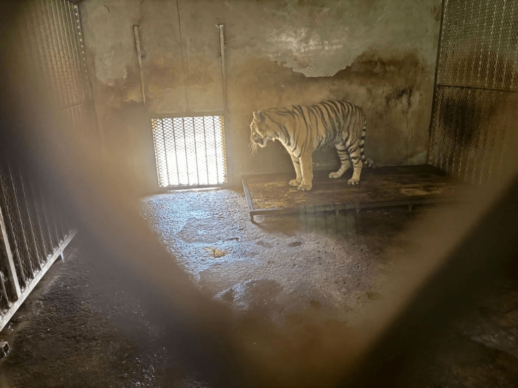 阜阳野生动物园，一只东北虎长期被关在一间「小黑屋」里。