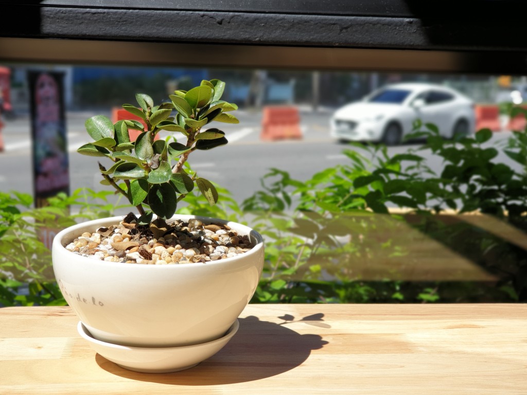 放空望住小盆栽，舒服又輕鬆。