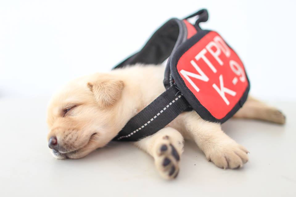 每位小萌犬都才剛開眼。網圖