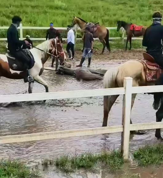 小馬「貂蟬」失控狂奔，與另一匹馬相撞後死亡。抖音