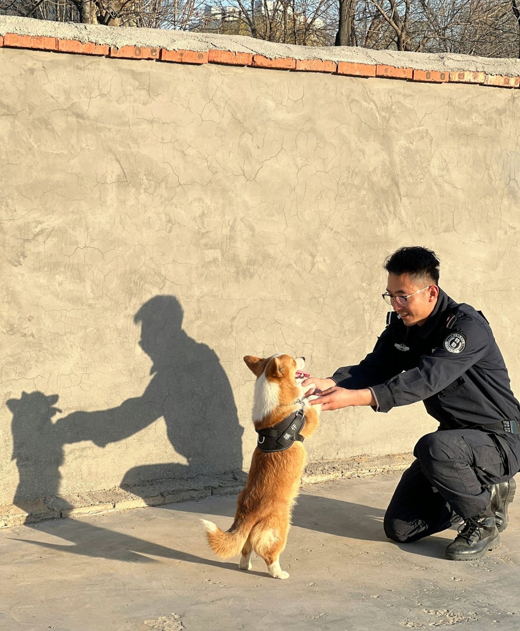 内地首只哥基预备役警犬「福仔」近日在山东潍坊亮相。