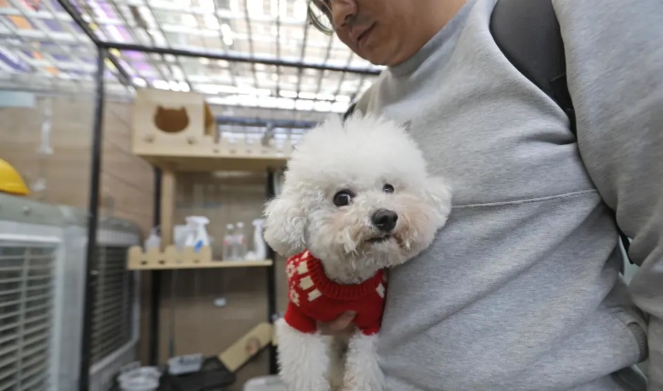  寵物犬等待進入託運箱內。 深圳大件事