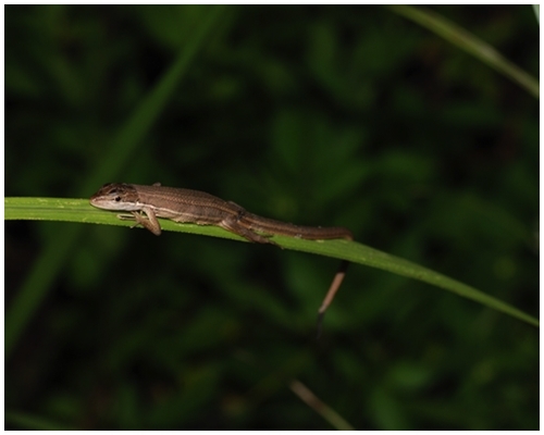 研究发现小型鸟类上个月数量和断尾的草蜥有正相关。