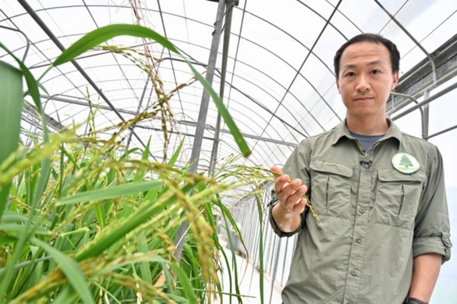  張栢然表示，署方期望透過復育有特色或具本地歷史背景的農作物品種，吸引消費者購買本地農產品。政府新聞處圖片