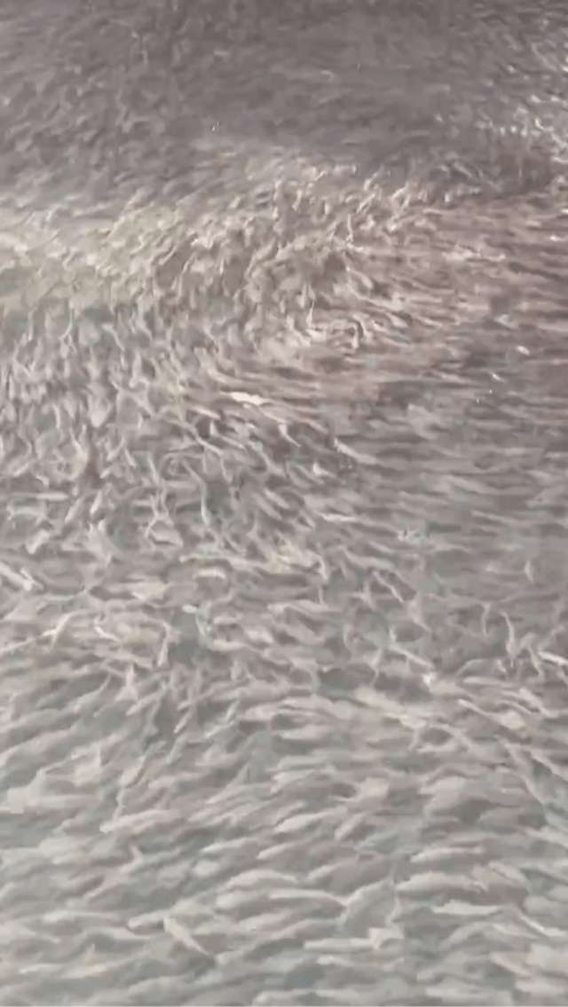 大量神秘魚群密密麻麻，幾乎覆蓋整個河面。X@ganbareore114