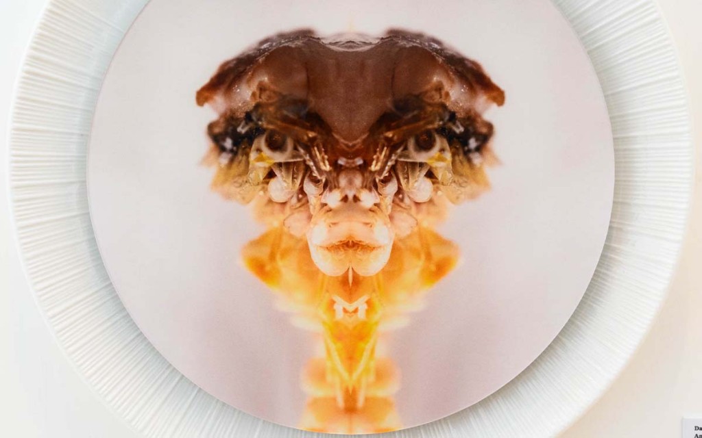 把食物和風景照片後製成對稱影像