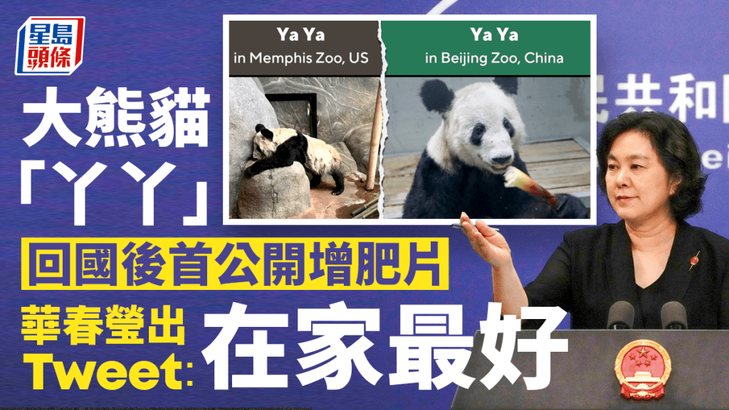 大熊貓「丫丫」回國後首公開增肥片，華春瑩發Tweet：在家最好。