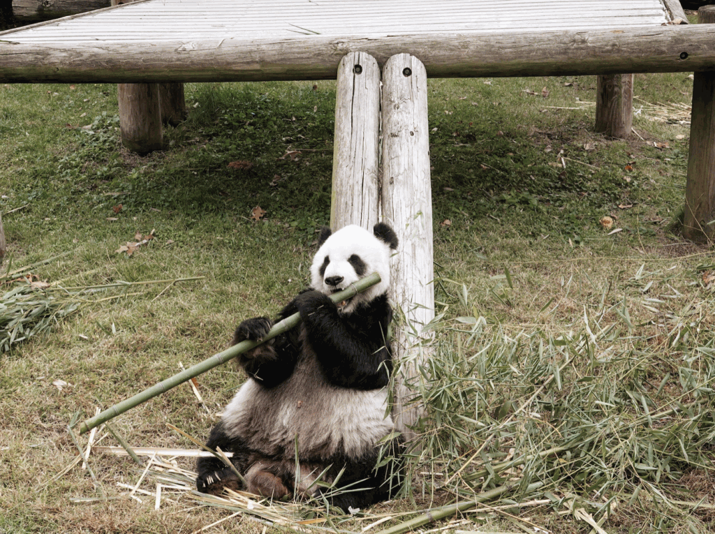 大熊貓「樂樂」是在20年前到美國。路透社