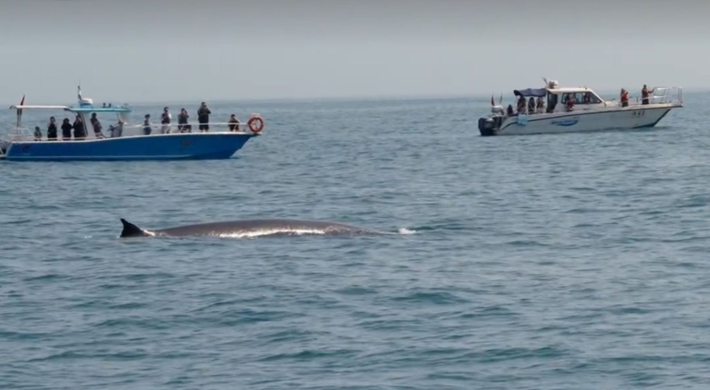 广西涠洲岛游客极近距离观鲸，导致鲸鱼周身伤痕。小红书＠苍澜