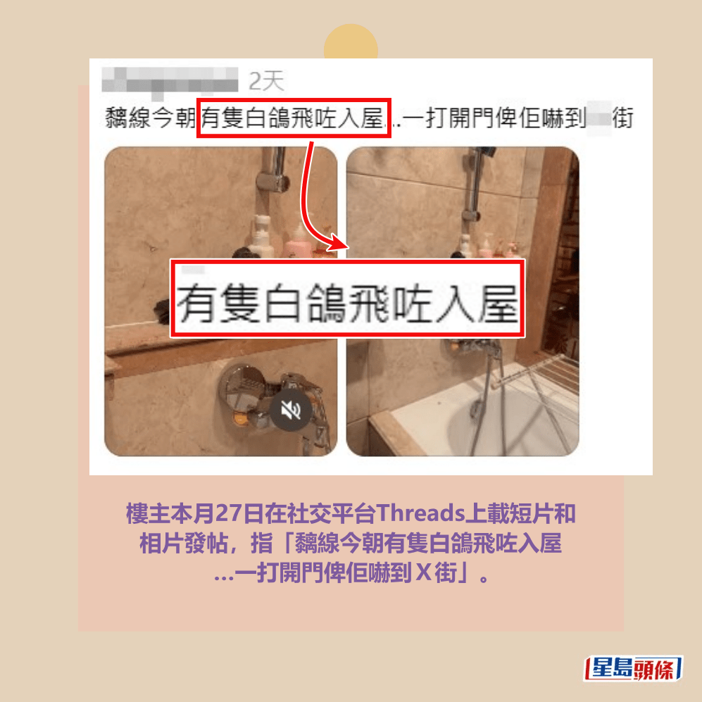 樓主本月27日在社交平台Threads上載短片和 相片發帖,指「黐線今朝有隻白鴿飛咗入屋 …一打開門俾佢嚇到X街」。Threads截圖 樓主本月27日在社交平台Threads上載短片和 相片發帖,指「黐線今朝有隻白鴿飛咗入屋 …一打開門俾佢嚇到X街」。Threads截圖