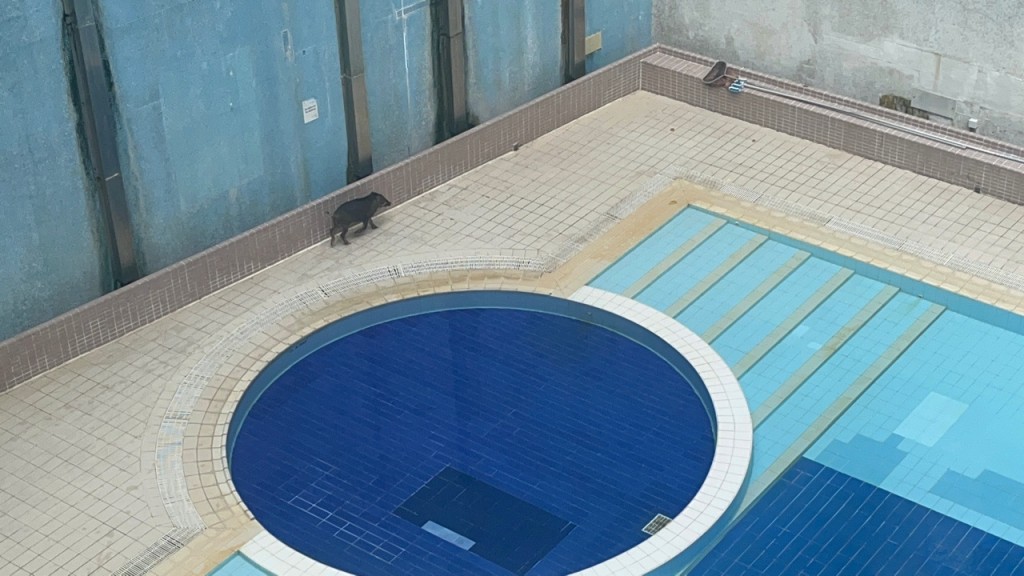 野豬在泳池邊徘徊。羅展鋒攝