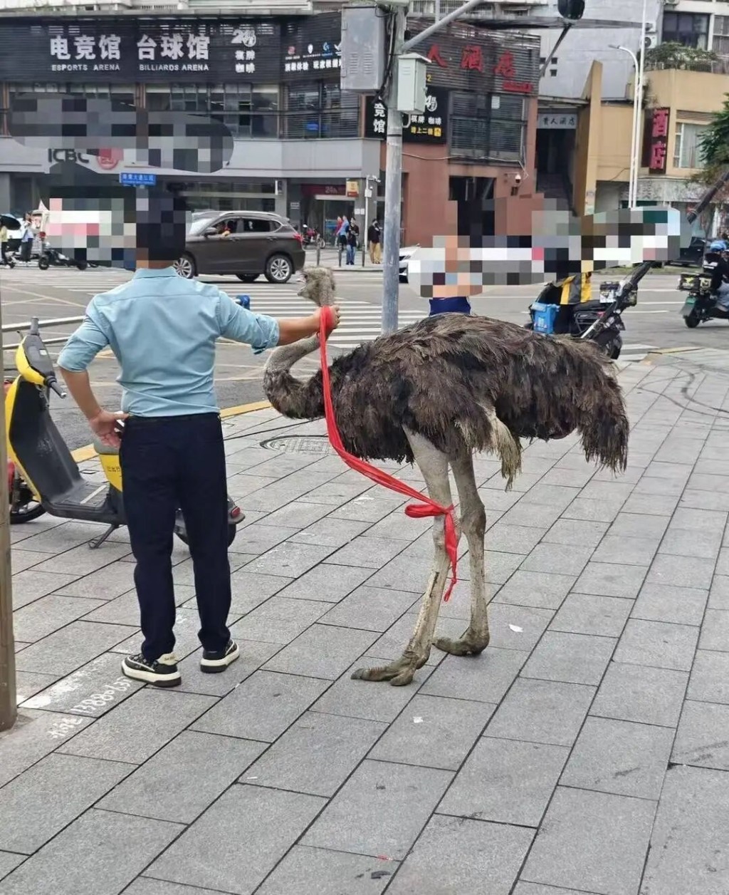 「越獄」鴕鳥被抓起來。 「越獄」鴕鳥被抓起來。