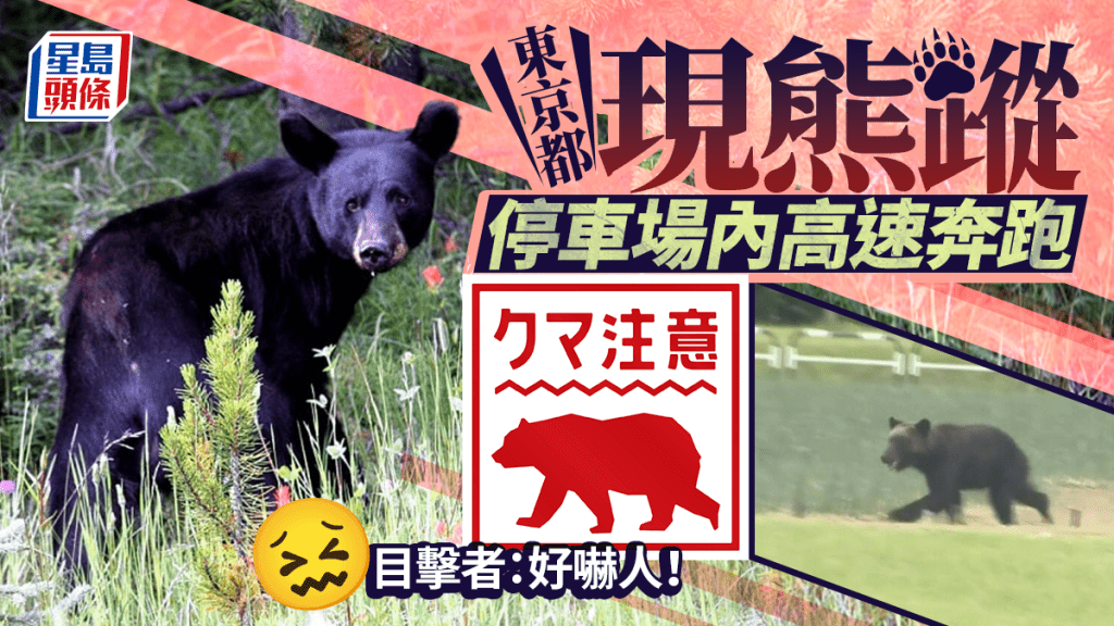 遊日注意 | 東京都驚傳熊出沒 目擊者:全速跑動好嚇人