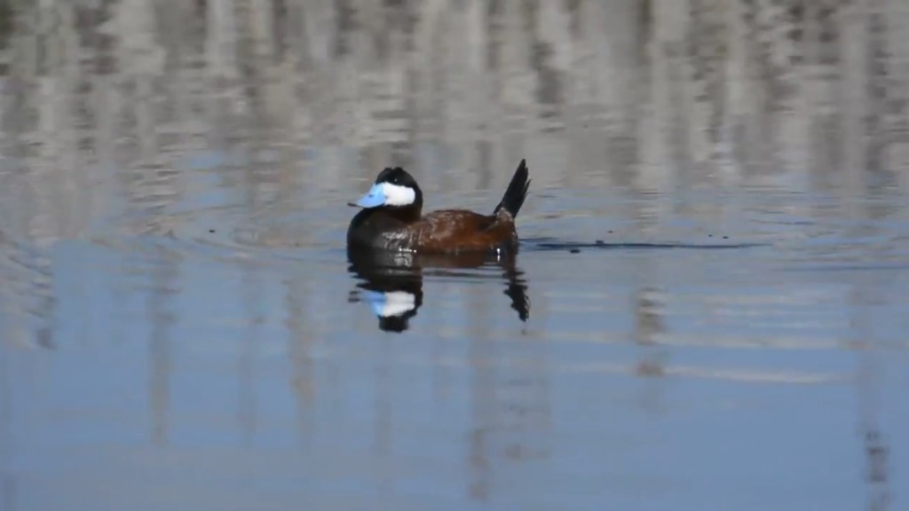 Ruddy Duck。網上圖片