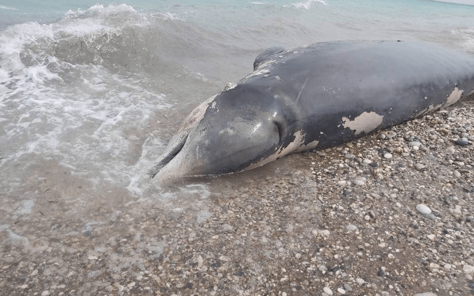 這些鯨魚為柯氏喙鯨，在塞浦路斯近海並不常見。