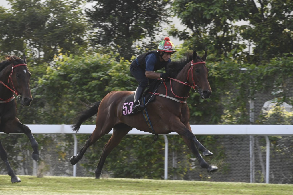 澳門馬會早前結業，共有六匹符合入口香港的自購馬已經運來港，「銀亮濠俠」是其中一匹。