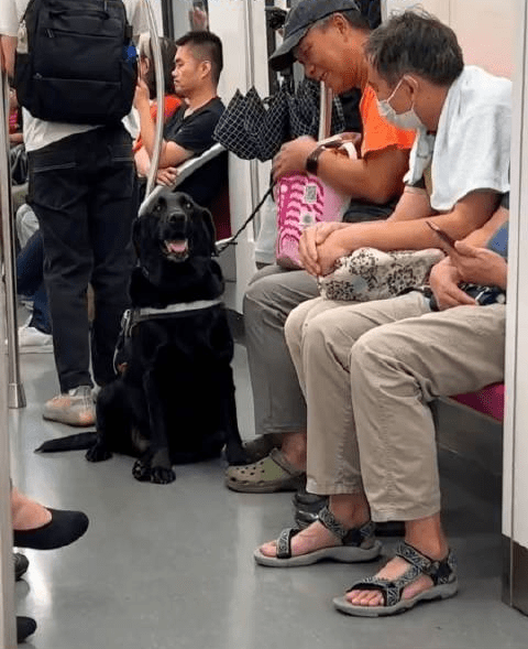一隻黑色拉布拉多導盲犬陪視障者乘坐地鐵，旁邊一名大叔感到非常好奇。