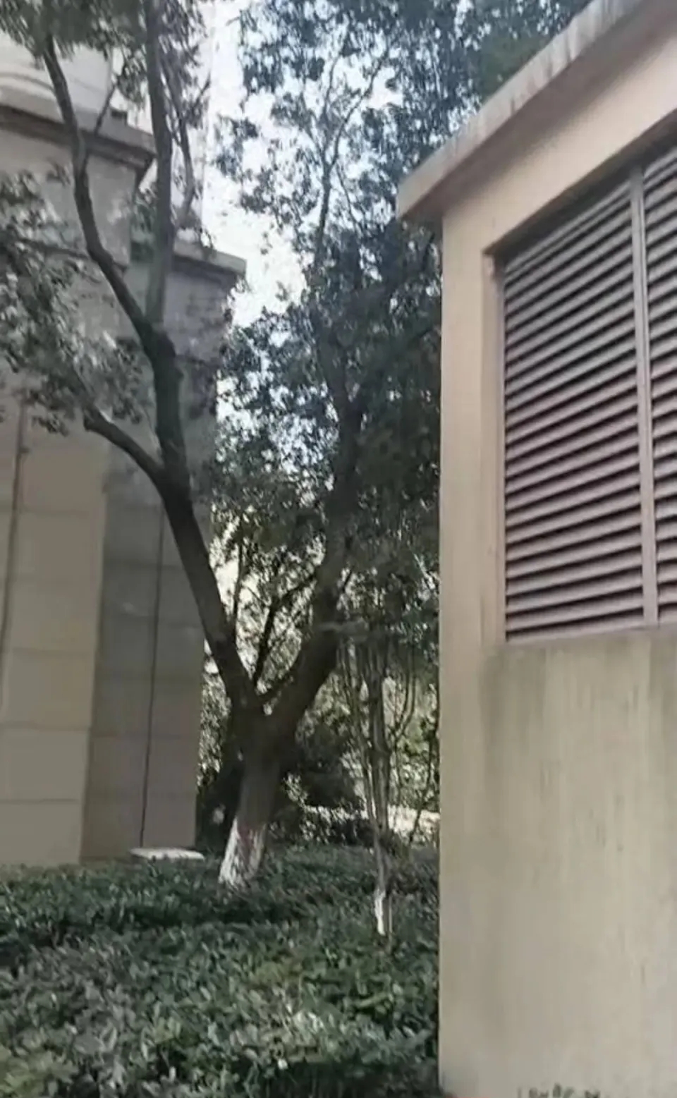 浙江20岁女孩被男友反锁，从18楼堕下大树救一命奇蹟生还。