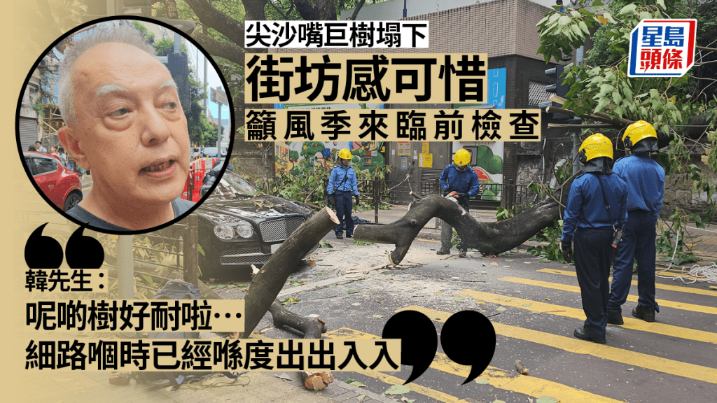 尖沙嘴冧樹｜街坊稱「由細睇到大」感可惜 附近店員籲風季來臨前檢查