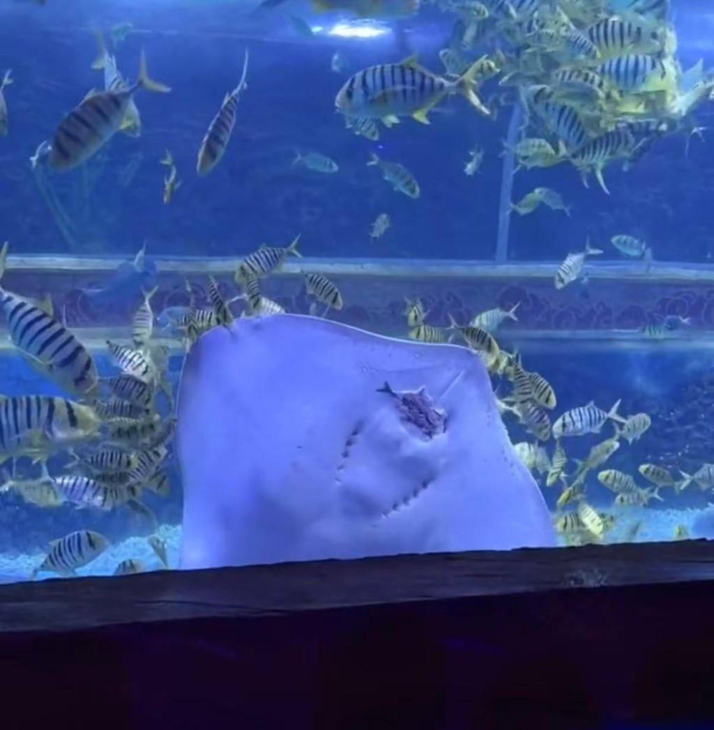 海洋館魔鬼魚吞食小黃魚。抖音@小諾日記 海洋館魔鬼魚吞食小黃魚。抖音@小諾日記