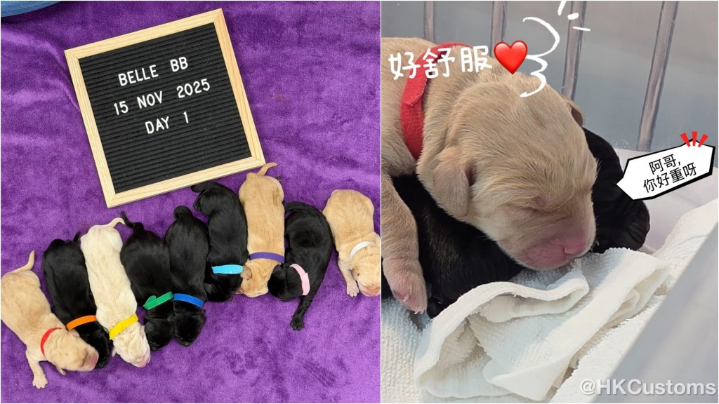 海关搜查犬繁殖计划「黑白配」首报捷 9只拉布拉多幼犬顺利诞生