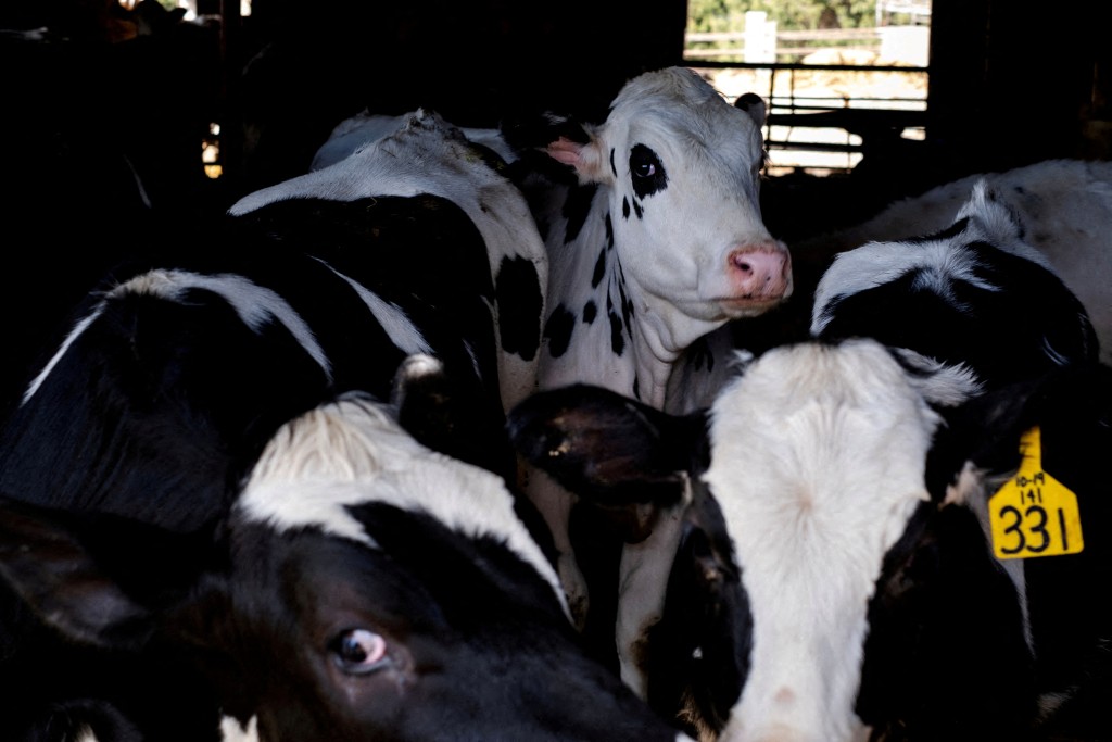 美國至今有9個州、近70個牧場爆發乳牛感染H5N1禽流感疫情。路透社