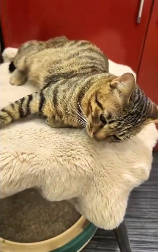 有網民飼養的貓咪外出玩耍被當作流浪貓，遭捉去絕育。微博