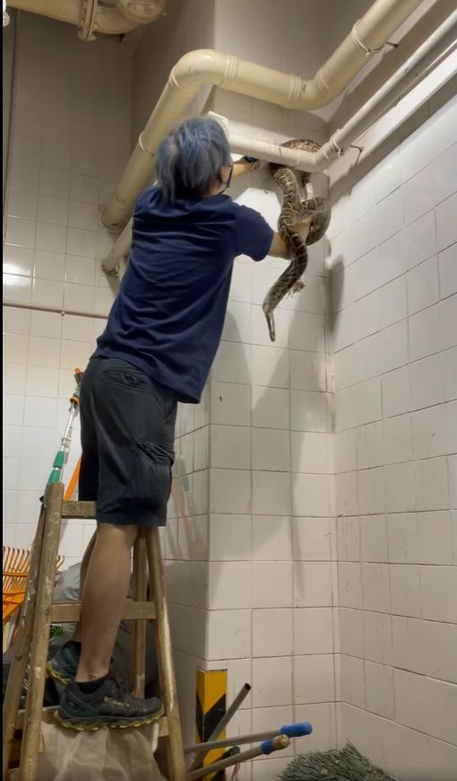 蛇王協FB影片截圖