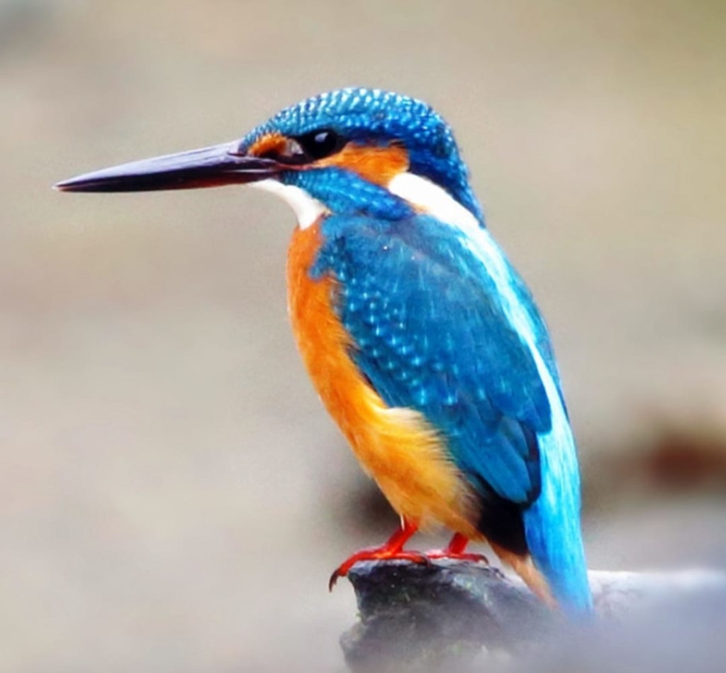 柴灣公園有翠鳥出沒。 柴灣人柴灣事FB/網民Kingking Cheung圖