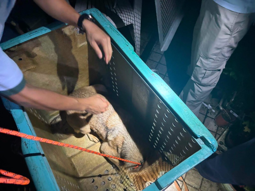 9月29日晚上聯合行動，人員捕獲一無人看管犬隻。FB：邊界警區