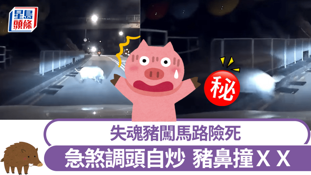 失魂豬闖馬路險死 急煞調頭自炒豬鼻撞XX 網民爆笑:似碰瓷黨