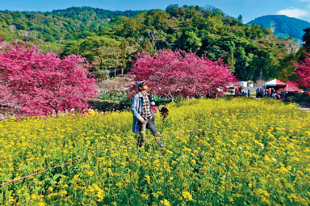 ■旅遊達人項明生推介,全台最大賞櫻景點台中武陵農場可一遊。 ■旅遊達人項明生推介,全台最大賞櫻景點台中武陵農場可一遊。
