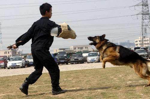 警犬須經嚴格訓練與考核，才能服役出勤。新華社