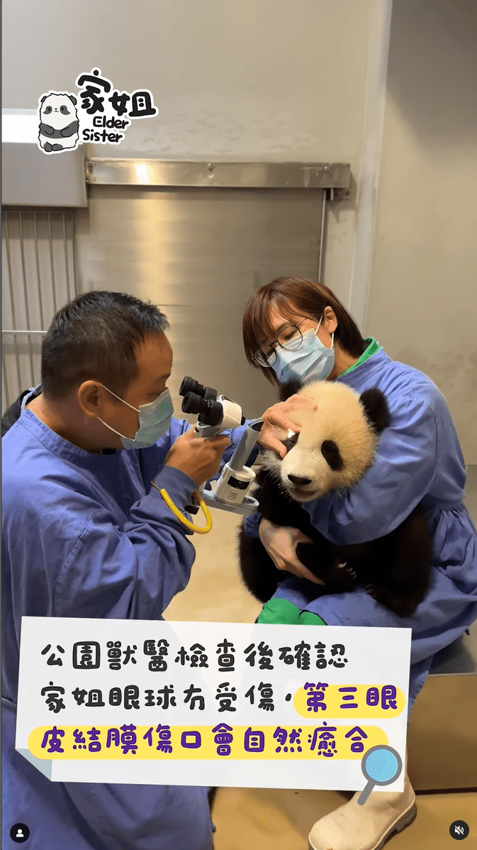 獸醫檢查後確認家姐眼球並未受傷。海洋公園IＧ影片截圖