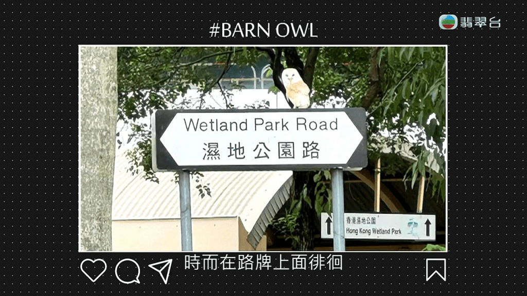 涉事的猫头鹰属仓鸮（Barn Owl）品种，并非本港野生物种，多年前由专家合法引入本港，之后繁殖后代。