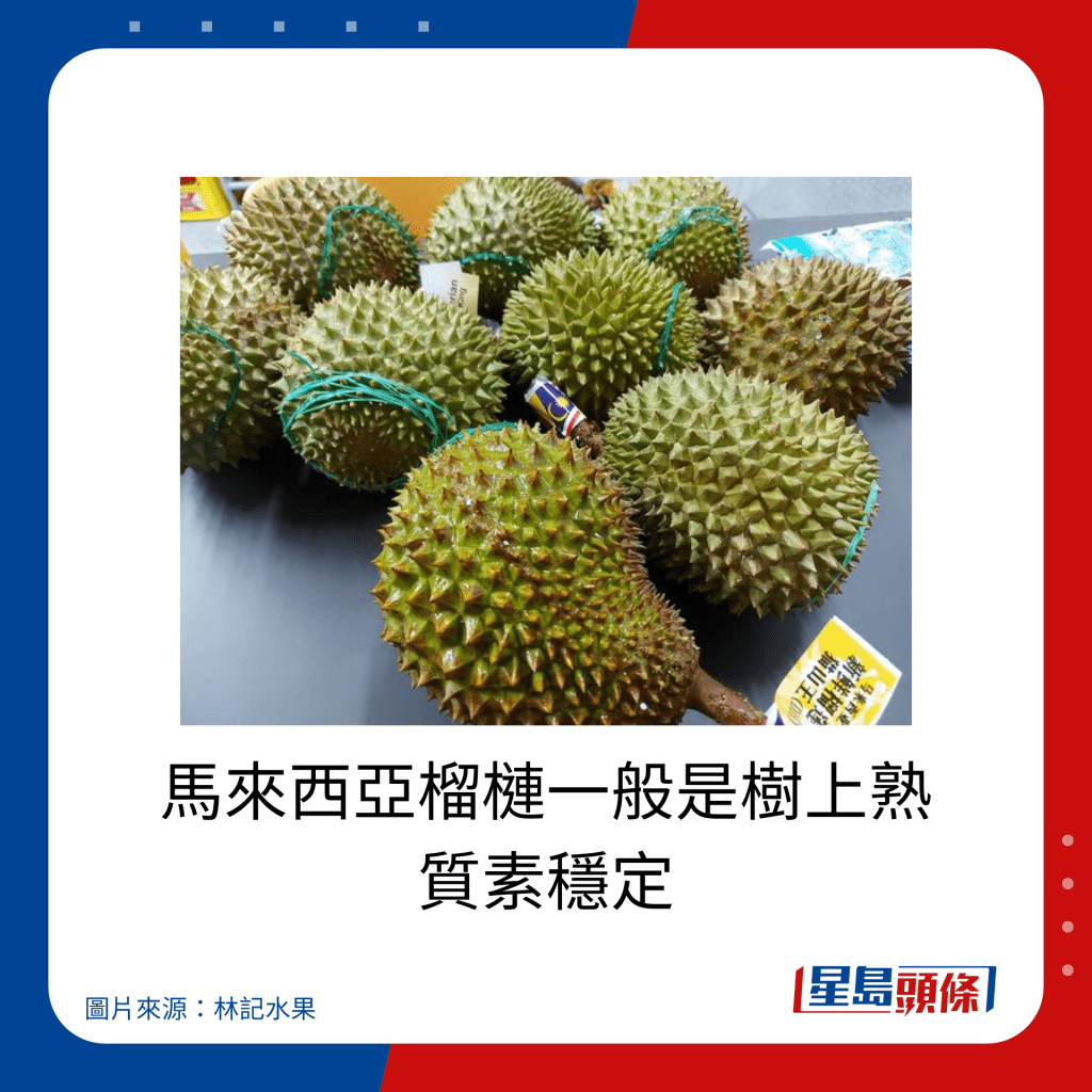 馬來西亞榴槤一般是樹上熟 質素穩定。