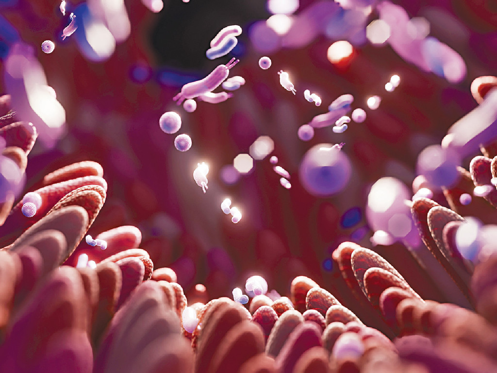 ■腸道內有足夠的益菌，有助抑制壞菌在腸道內滋長，從而改善腸道微生態。