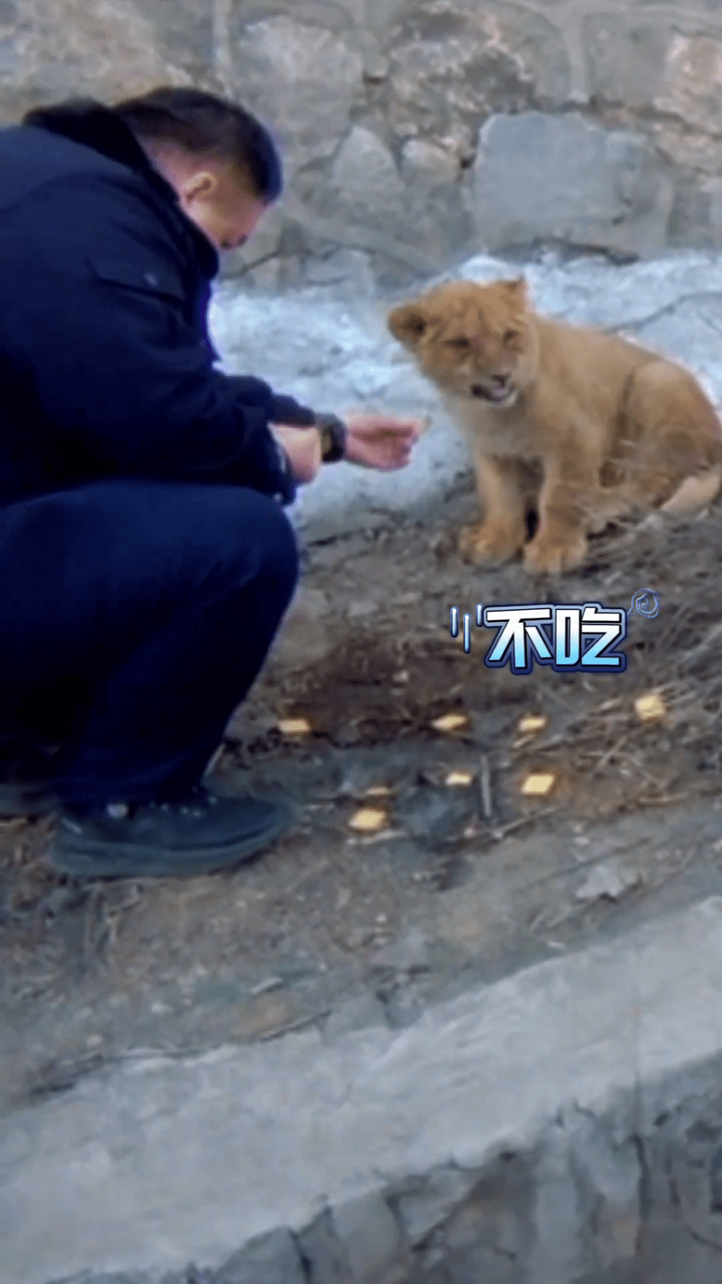 警員嘗試餵肉丸給小獅子吃。