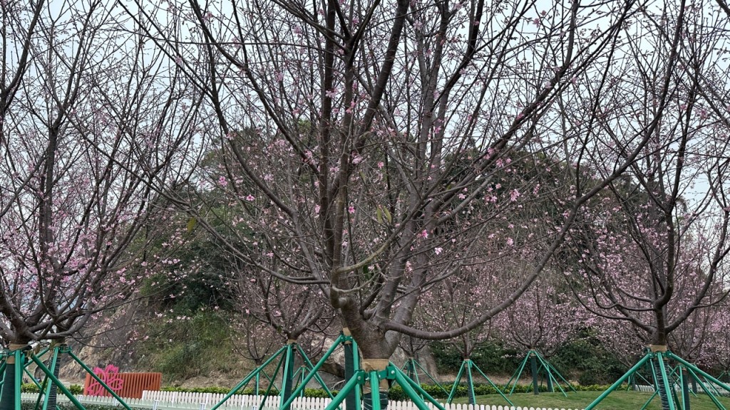 东涌樱花园的樱花比预期之中更早盛开。谢晓雅摄