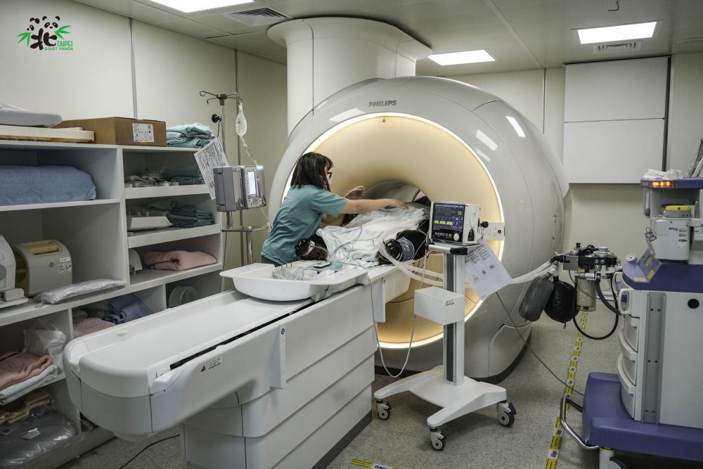 团团22日再度进行脑部MRI检查。