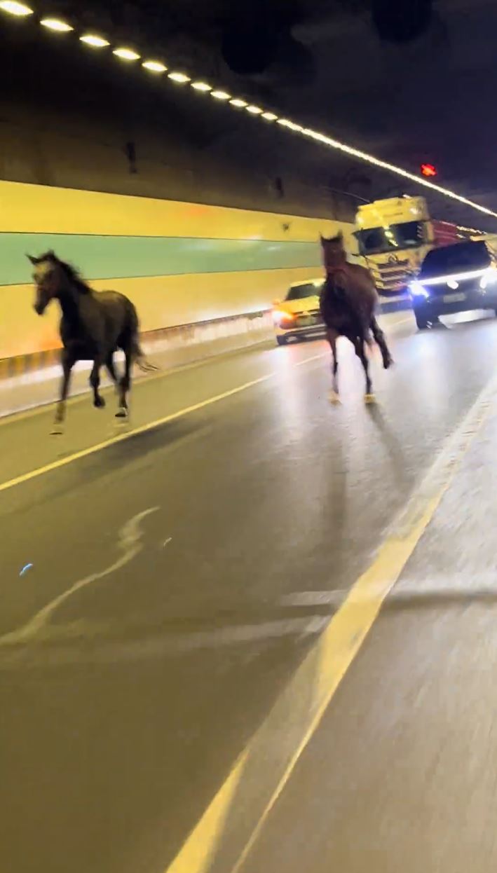 2匹熱血小馬在國慶日晚上玩轉蘇州鬧市。抖音