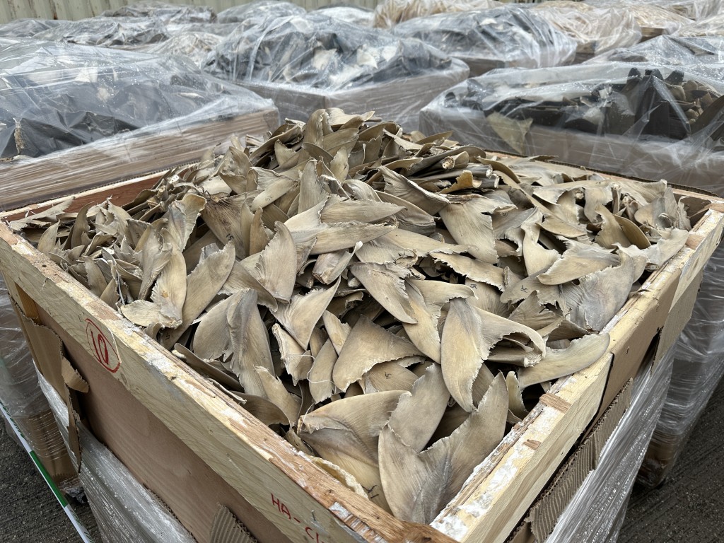 行动检获走私货中包括濒危物种的乾鱼翅。(梁国峰摄)