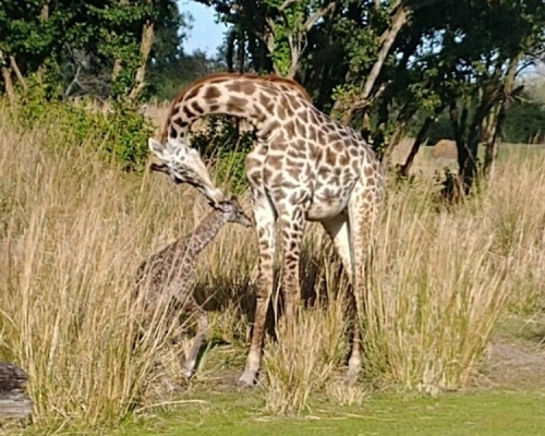 美國迪士尼樂園一隻長頸鹿當眾誕下寶寶。Disney's Animals, Science and Environment facebook