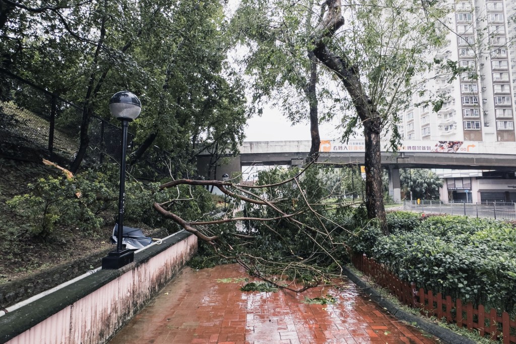 超強颱風「樺加沙」今年9月吹襲香港，導致部分樹木倒塌。資料圖片