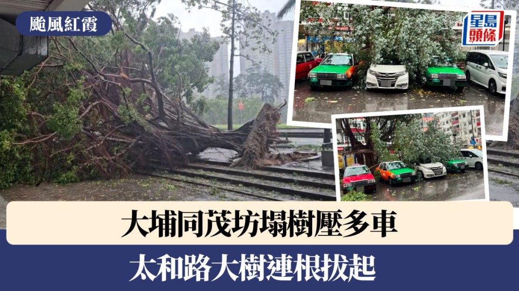 颱風紅霞｜大埔同茂坊塌樹壓多車 太和路大樹連根拔起