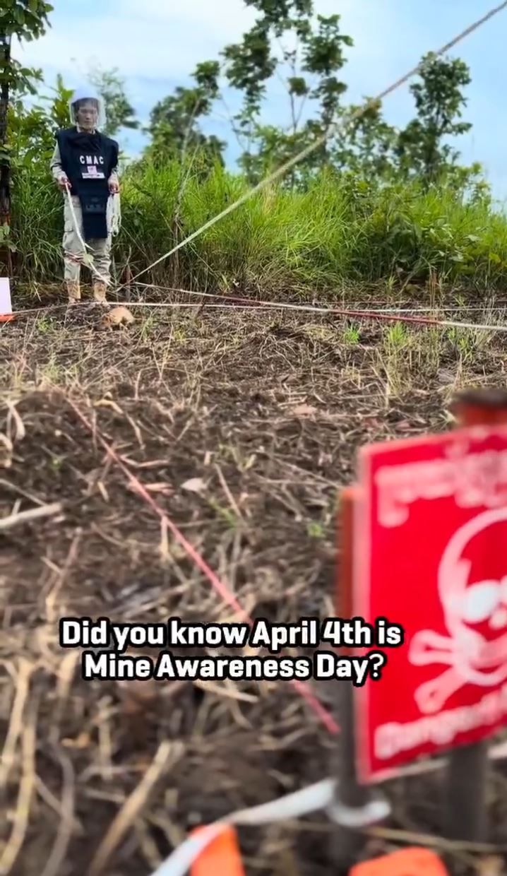 經訓練的非洲巨鼠能快速找出地雷。X@herorats