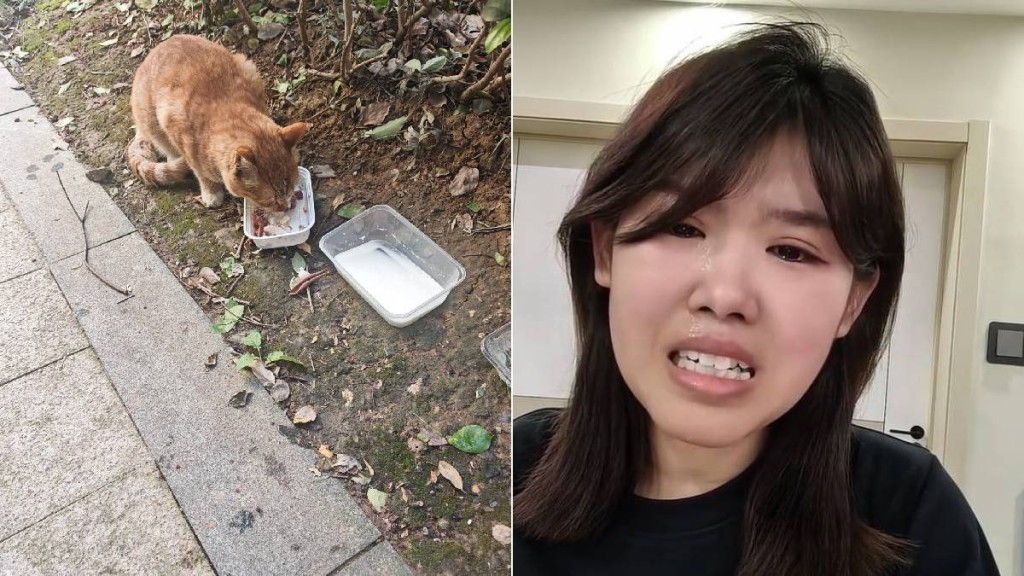 李玉婷哭訴丈夫因餵流浪貓被殺經過。左為示意圖。