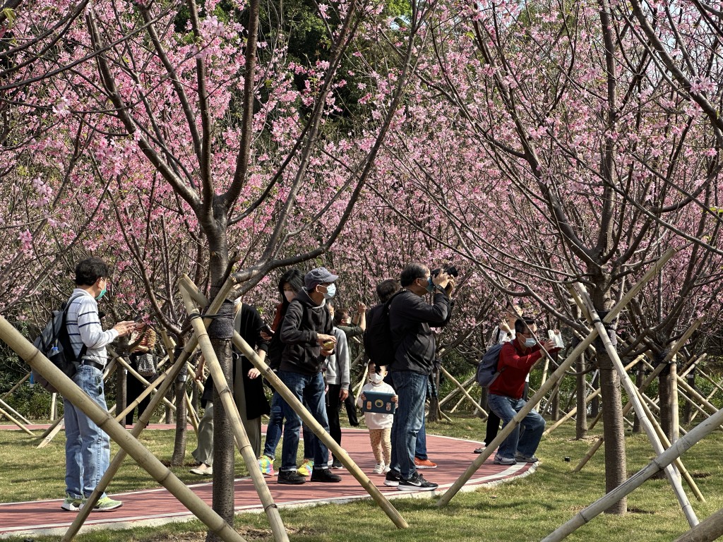 大批市民到場拍攝櫻花之美。梁國峰攝